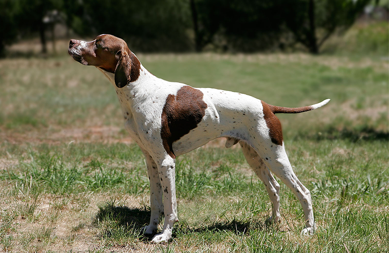 Avcı köpekler ilk sırayı almak için yarıştı