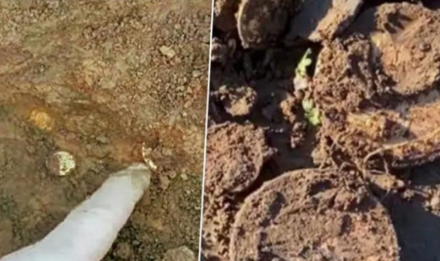 Çiftçi tarlasında servet buldu! Kazmayı vurdukça topraktan altın çıktı