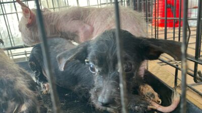 Bursa’da kapatılan üretim çiftliğinde köpekler ölüme terk edildi