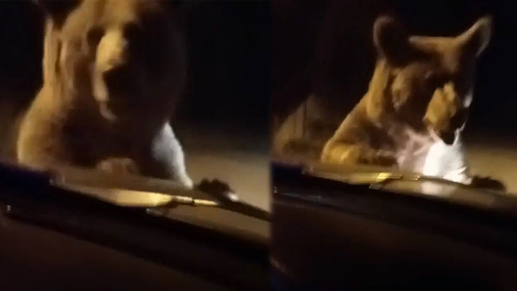 Uludağ’da panik dolu anlar: Ayı otomobilin önünü kesti!