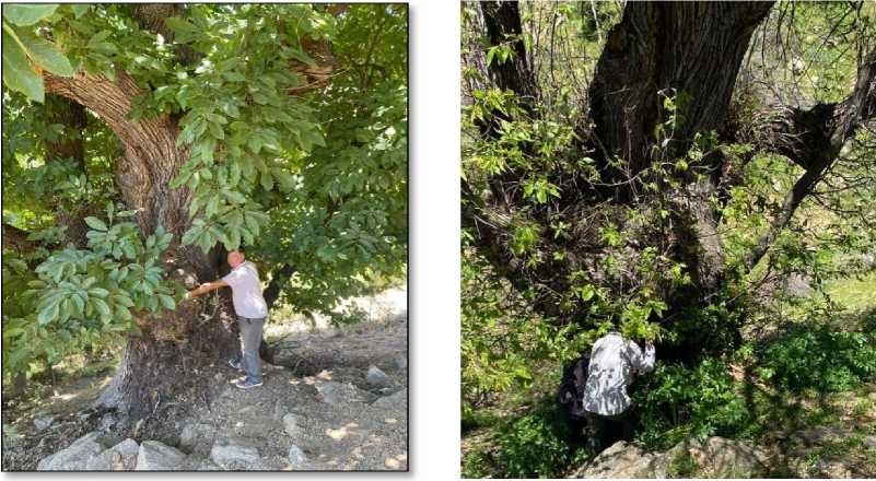 766 yaşındaki ağaçtan yeni fidanlar