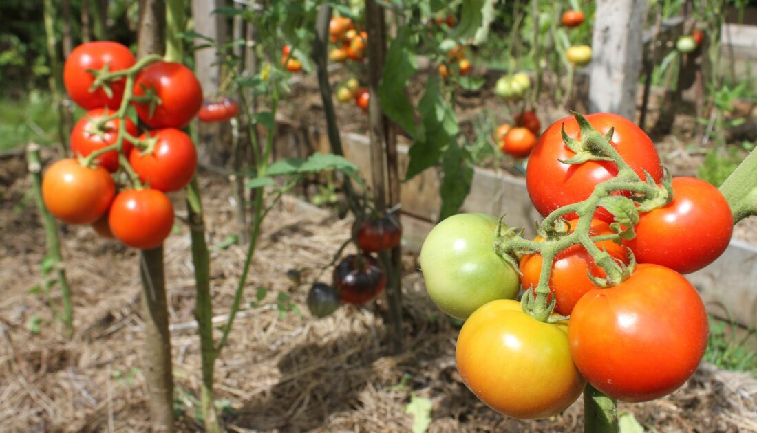 151 yıllık tohum ile üretim… Bursa domatesi Ordu’da yetiştiriliyor!