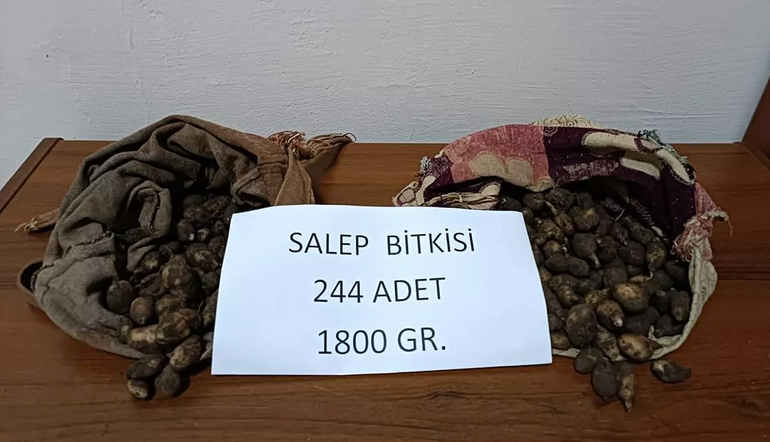 Kaçak salep yumrusu toplamaya 488 bin lira ceza