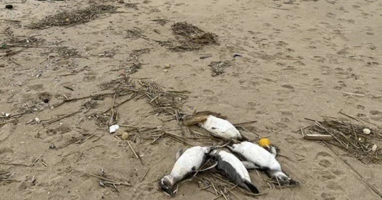 Binlerce penguen sahilde ölü bulundu