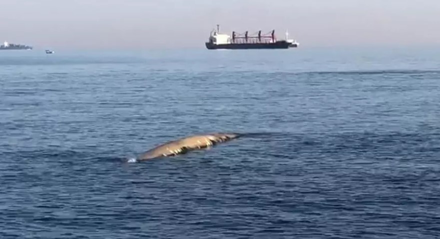 Vatandaşların balina heyecanı! Gerçek sonradan anlaşıldı