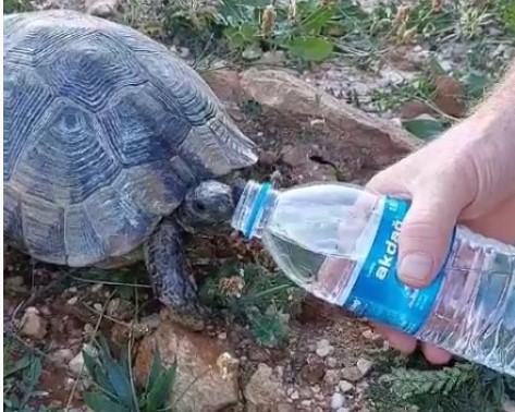 Sıcaktan bunalan kaplumbağaya elleriyle su içirdi