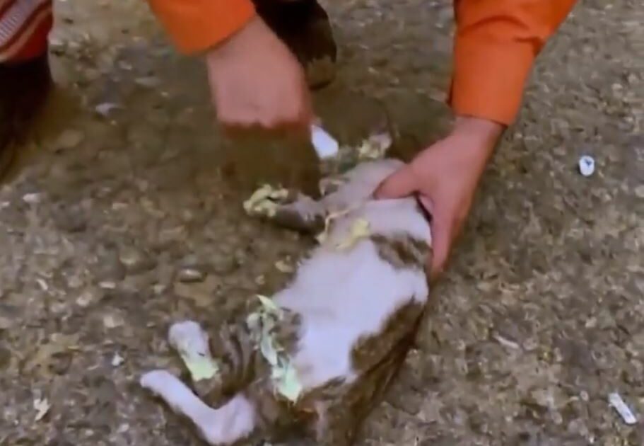Alevlerden etkilenen kediye ilk müdahale orman gönüllüsünden