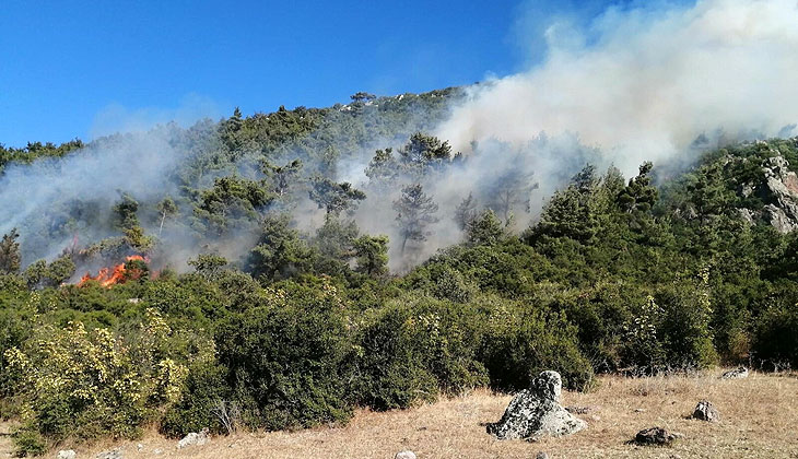 Manisa’da orman yangını