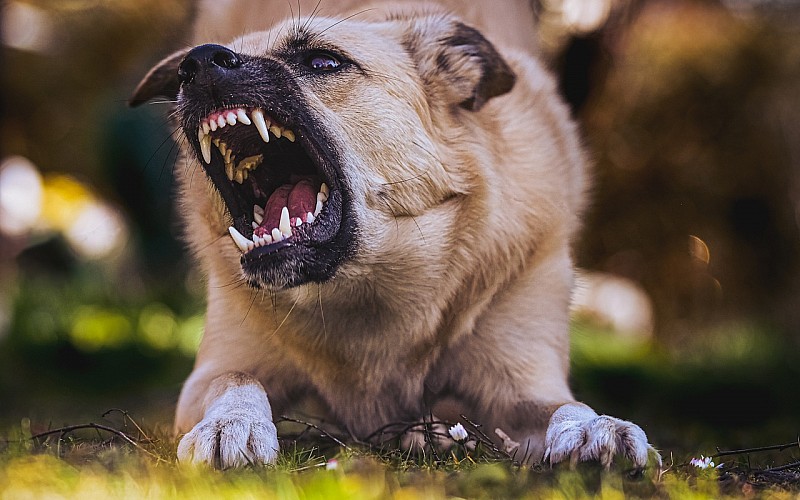 Bursa’da küçük çocuğa köpek saldırdı!