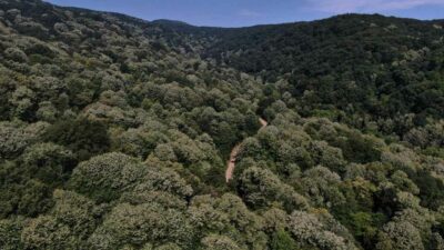 Türkiye’nin en büyüğü olma özelliğine sahip… Bursa’daki o ormanda ağaçlar santral için kesiliyor!