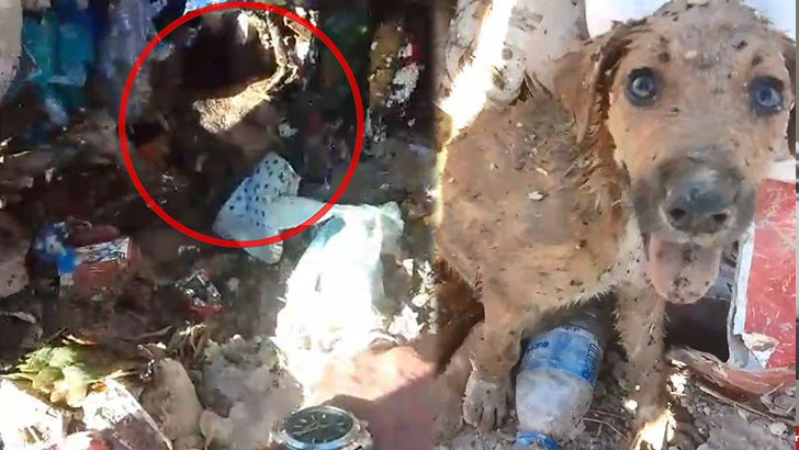 Bursa’da kent çöplüğünde mahsur kalan köpek kurtarıldı