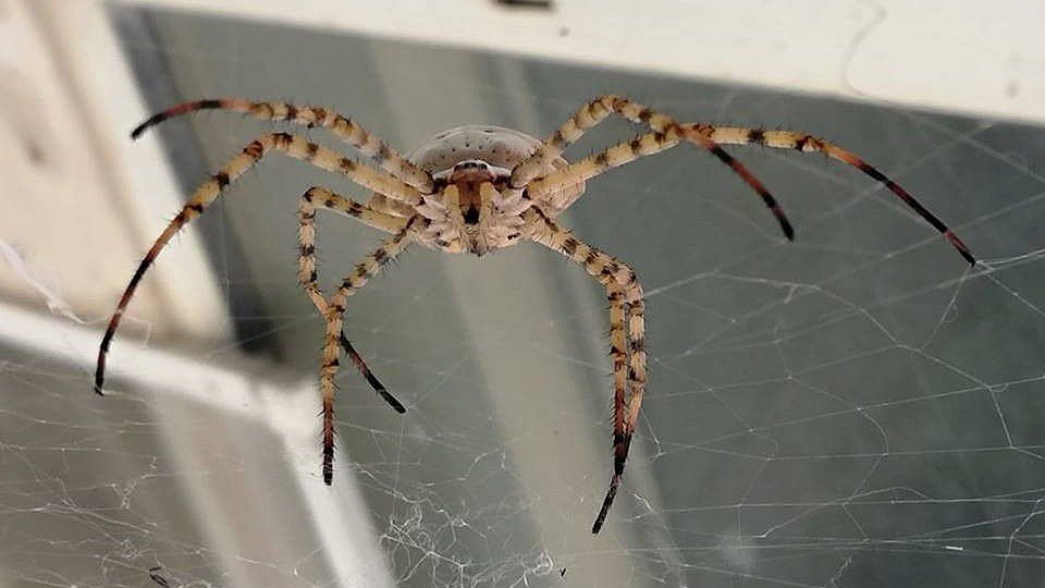 Dünyanın en zehirli örümceklerinden biri Malatya’da görüldü