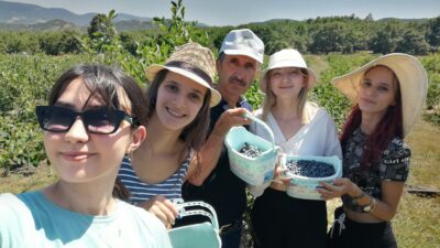 Bursa’da yaban mersini hasadını Romanyalı kızlar yaptı