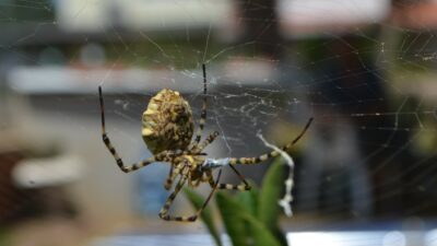 Dünyanın en zehirli örümcek türlerinden birisi yakalandı