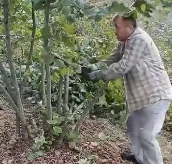 “Fındık para etmiyor” diyen çiftçi ağaçlarını kesti