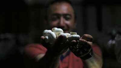 Bursa’da 1200 rakımda mantar üretiyor