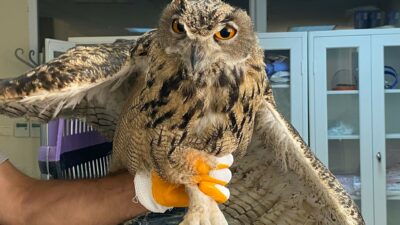 Elazığ’da yaralı bulunan kulaklı orman baykuşu tedavi altına alındı