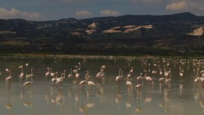Kuraklık önce gölü, sonra flamingoları vurdu