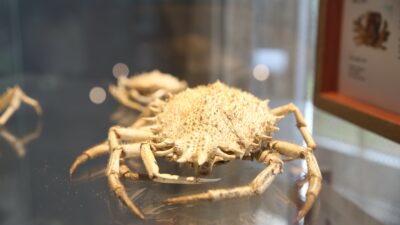Mersin’e deniz canlıları müzesi açılıyor