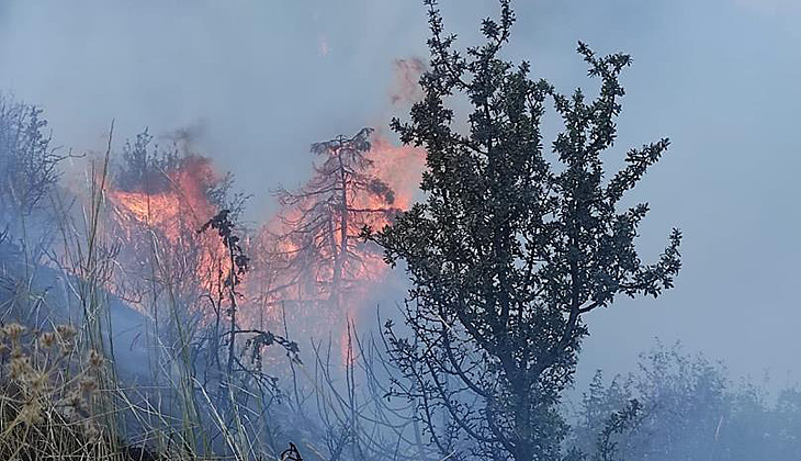Ankara’da orman yangını