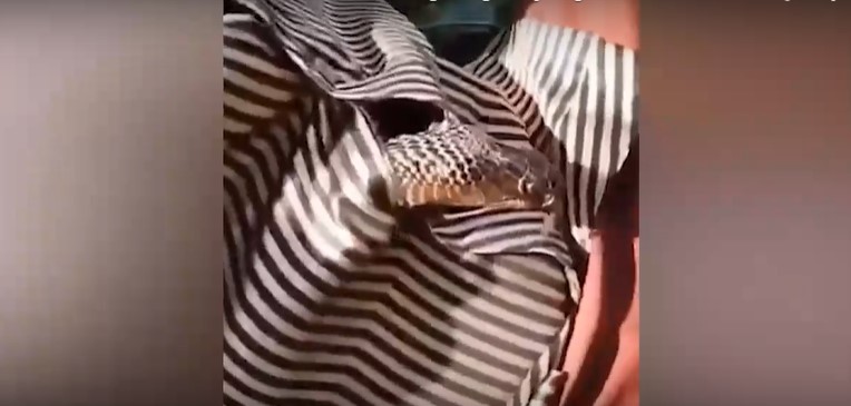 2 metrelik kobra gömleğinin içine girdi…