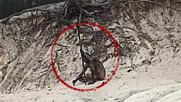 ‘Kurt adam’ paniği… Gözlerine inanamadılar!