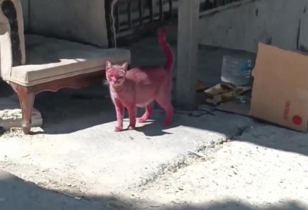 Kediyi pembeye boyayıp sokağa saldılar Kediyi pembeye boyayıp sokağa saldılar