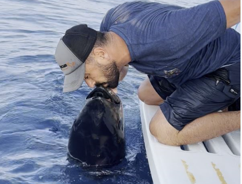 80 kilogramlık mavi orkinosa hayat öpücüğü 80 kilogramlık mavi orkinosa hayat öpücüğü