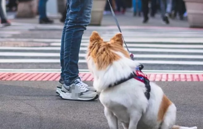 Köpek aldığını düşünüyordu veterinere gidince şoke oldu