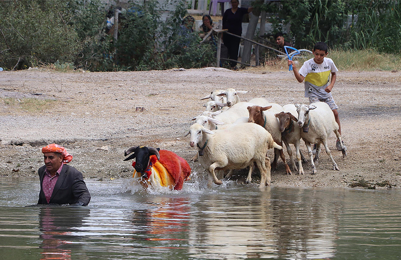 8 asırlık gelenek: Koyunlarını nehirden geçirdiler