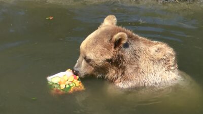 Bursa’da aşırı sıcaklarda hayvanlar, buzlu meyve kokteyli ve yağmurlama sistemiyle serinletildi
