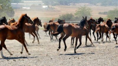 Milyonluk atlar Bursa’da yetiştiriliyor!