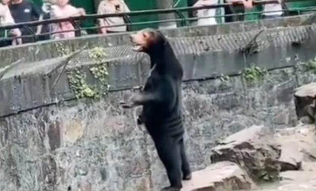 Hayvanat bahçesindeki ‘İnsan Ayı’ iddialarına yanıt