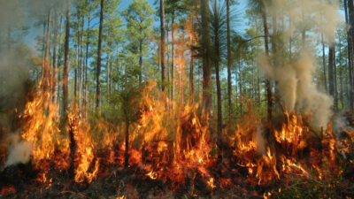 Üç ilde orman yangını! Havadan ve karadan müdahale ediliyor