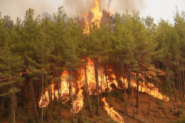 ‘Ormanlardaki kuru yapraklar kömüre eş değer enerji üretme potansiyeline sahip’
