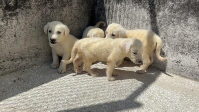Bursa’da yetiştirilen köpekler için aylarca sıra bekliyorlar