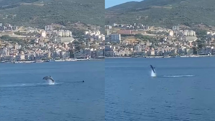 Gemlik Körfezi’nde yunusların şovu izleyenleri büyüledi