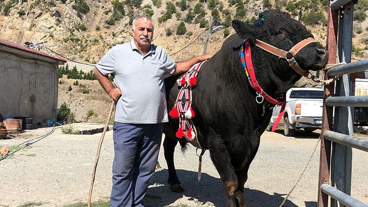Arenaya damga vurdu: Tek boynuzla şampiyon
