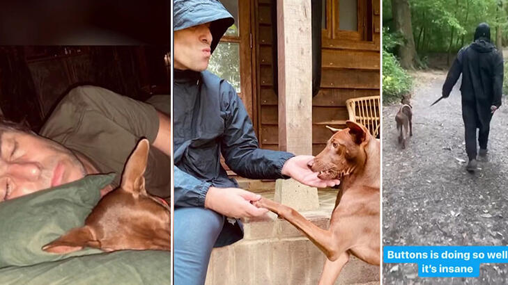 Tayland’da sokak köpeğinin başına talih kuşu kondu