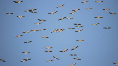 Kuşların Afrika’ya göçü Mersin üzerinden