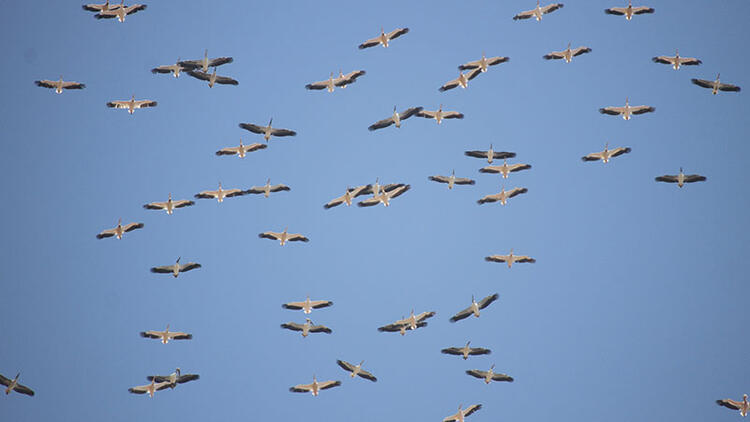 Kuşların Afrika’ya göçü Mersin üzerinden