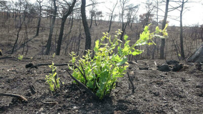 Çanakkale’de yangından 1 ay sonra bitki örtüsü yeniden yeşermeye başladı
