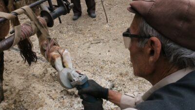Bursa’da 25 yıldır ineklere manikür pedikür yapıyor