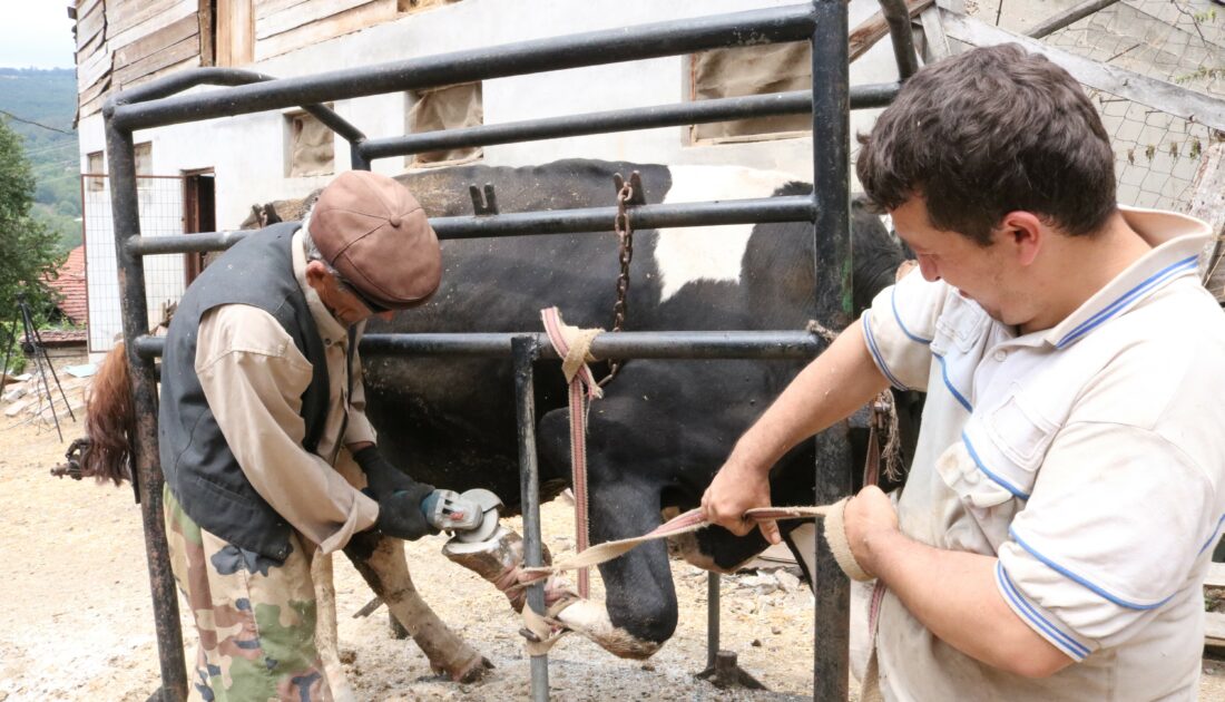 Bursa’da 25 yıldır ineklere manikür pedikür yapıyor