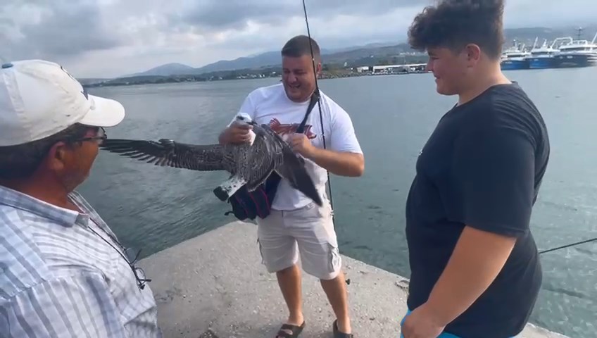Balıkçıların oltasına bu kez balık değil martı takıldı Balıkçıların oltasına bu kez balık değil martı takıldı