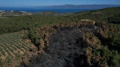 Bursa’da yanan ormandaki ağaçlar inceleniyor
