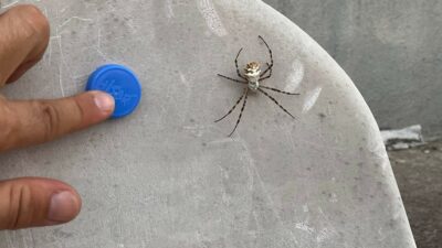 İklim krizi yeni bir örümcek getirdi