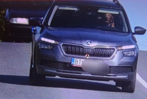 Hız kamerası köpeği direksiyonda yakaladı