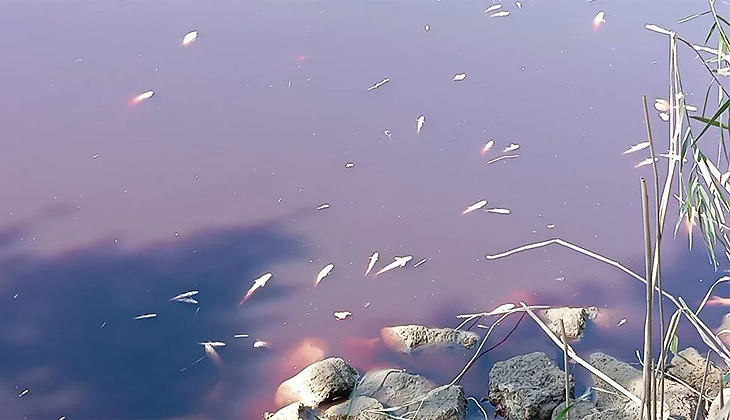 Karasu Çayı’nda toplu balık ölümleri