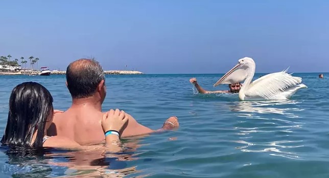 Tatilcilere pelikan sürprizi! Ortaya bu görüntüler çıktı